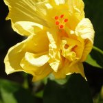 Буддийский Университет - Монастырь Дрепунг.